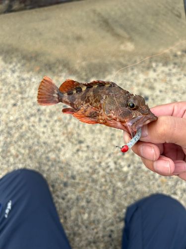 東京湾（富津〜金谷）