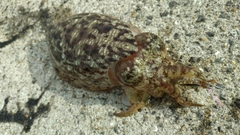 コウイカの釣果