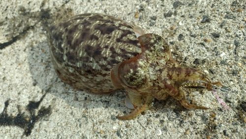 コウイカの釣果