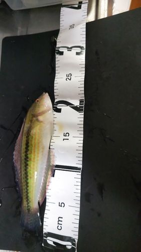 泉佐野食品コンビナート