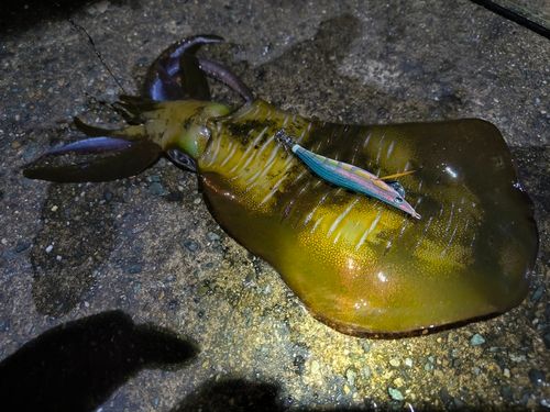アオリイカの釣果