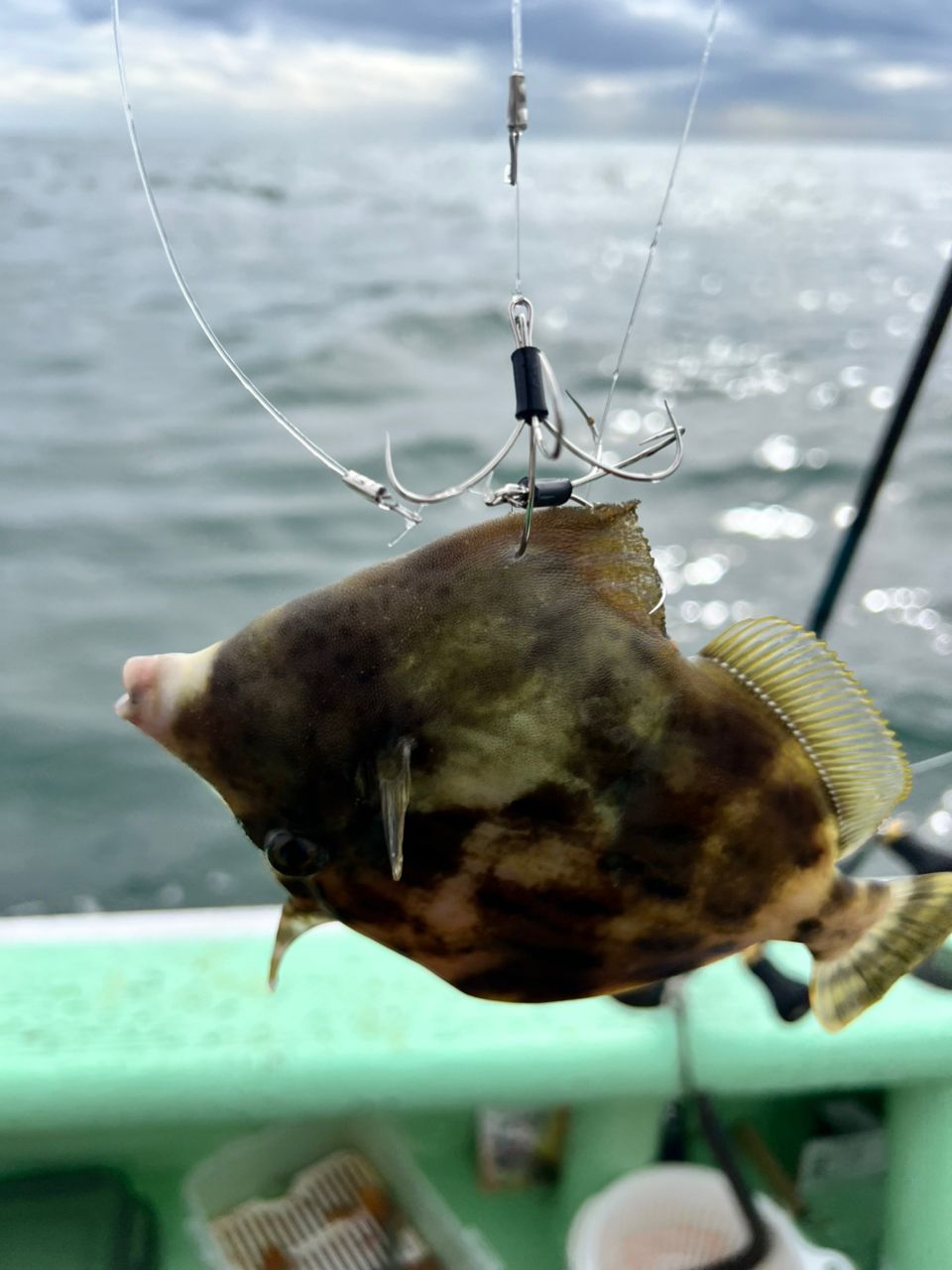 りんぞーさんの釣果 1枚目の画像