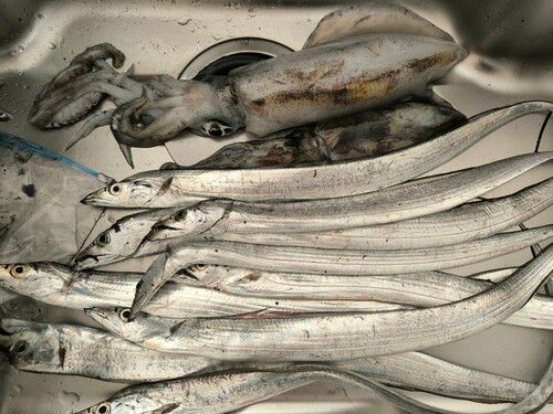 タチウオの釣果