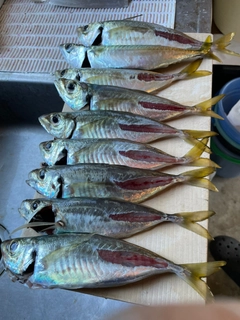 アジの釣果