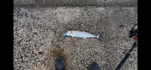 サゴシの釣果