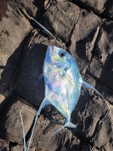 イトヒキアジの釣果