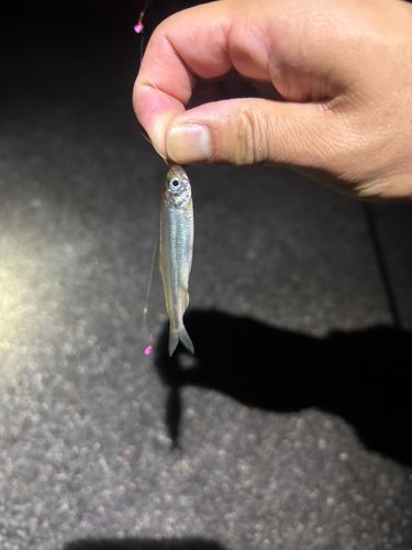 ワカサギの釣果