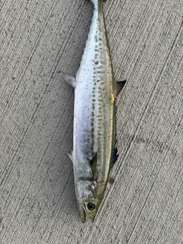 南芦屋浜ベランダ