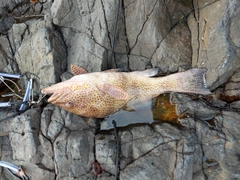 オオモンハタの釣果