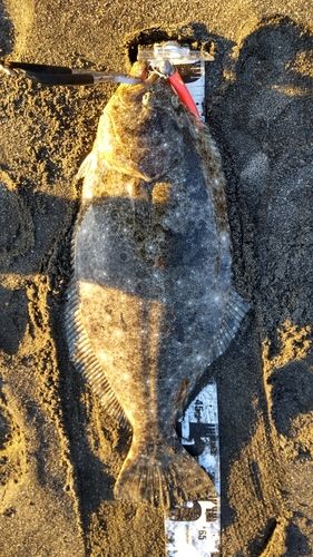 ヒラメの釣果