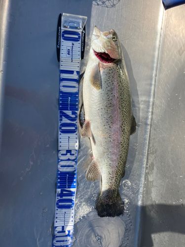 ニジマスの釣果