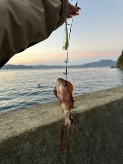 アオリイカの釣果