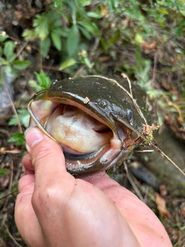 マナマズの釣果