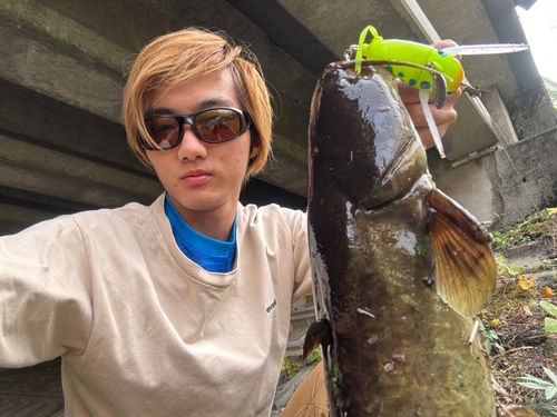 マナマズの釣果