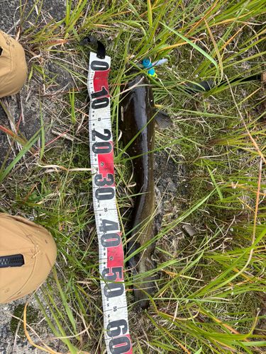 マナマズの釣果