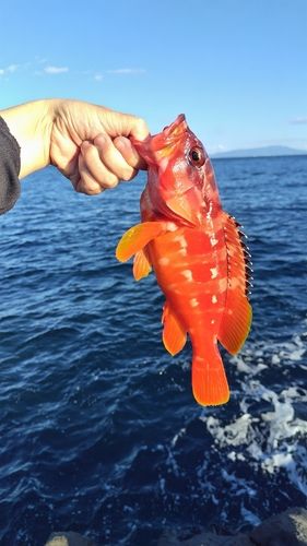 アカハタの釣果