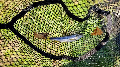 カワムツの釣果