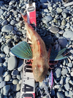 ホウボウの釣果