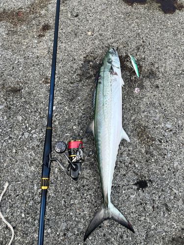 サワラの釣果