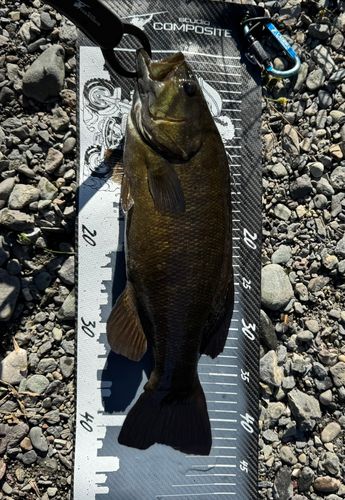 スモールマウスバスの釣果