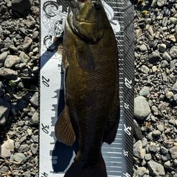 スモールマウスバス