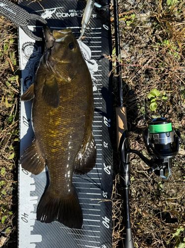 スモールマウスバスの釣果