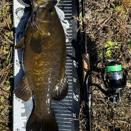 スモールマウスバス