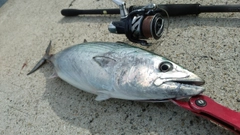 ハガツオの釣果