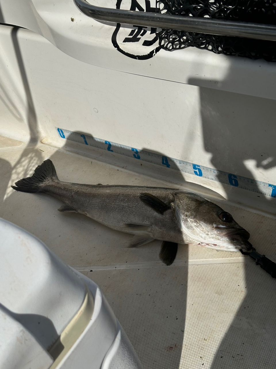 アラガミマンさんの釣果 2枚目の画像