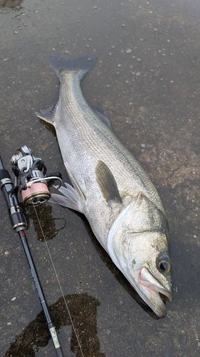 泉佐野食品コンビナート