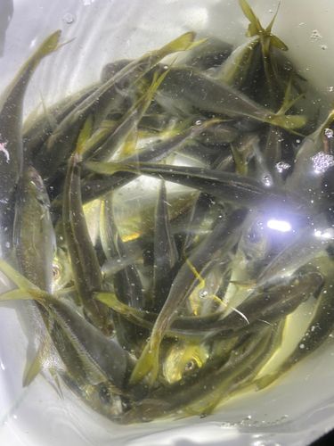 神戸空港親水護岸