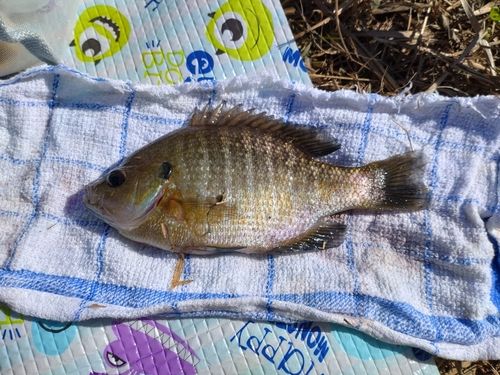 ブルーギルの釣果