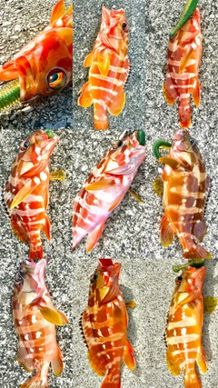 アカハタの釣果