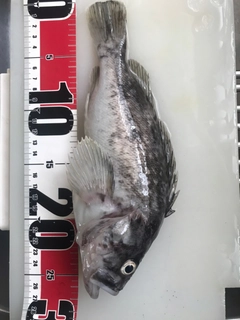 ソイの釣果