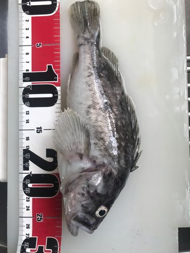 ソイの釣果
