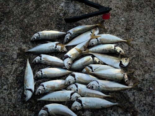 マアジの釣果