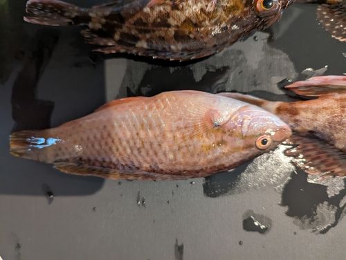 ホシササノハベラの釣果