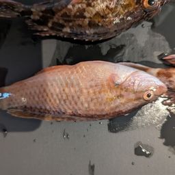 ホシササノハベラ