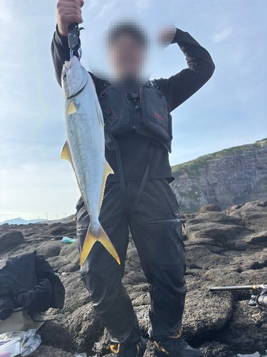 ヒラマサの釣果