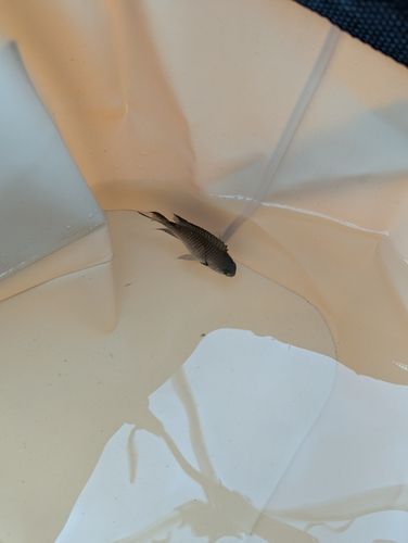 スズメダイの釣果