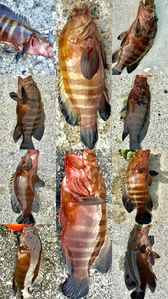 ヤミハタの釣果