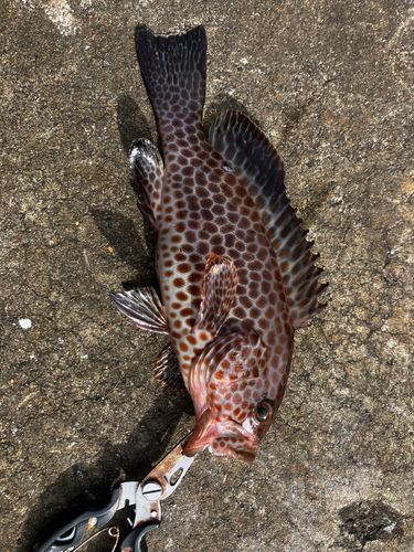 オオモンハタの釣果