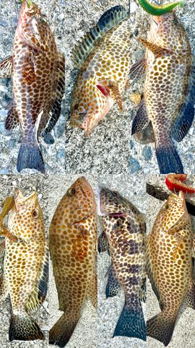 オオモンハタの釣果