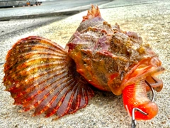 サツマカサゴの釣果