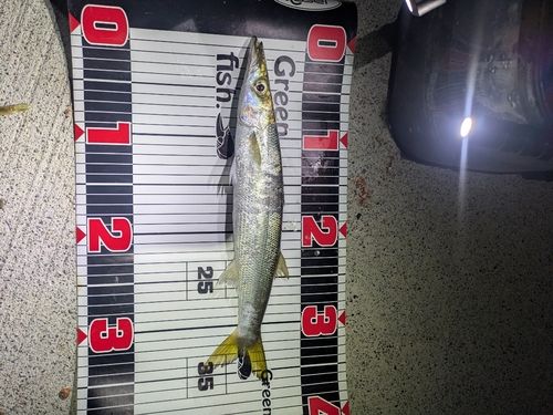 アカカマスの釣果