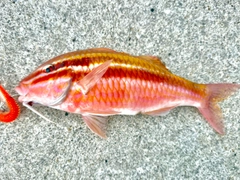 ミナベヒメジの釣果