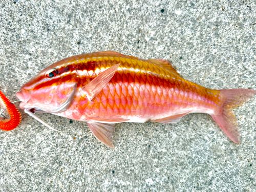 ミナベヒメジの釣果