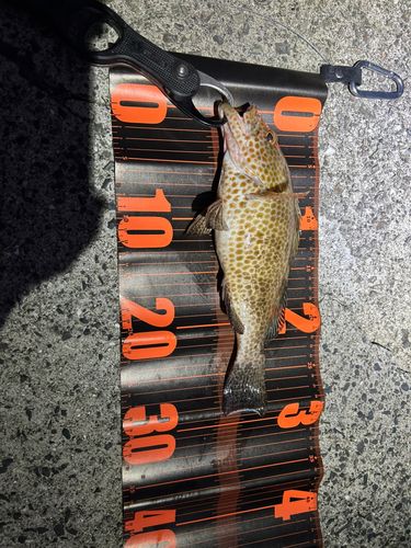 オオモンハタの釣果