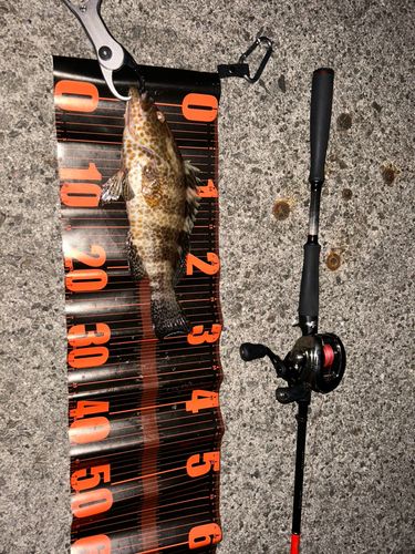 オオモンハタの釣果