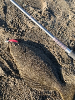 ヒラメの釣果